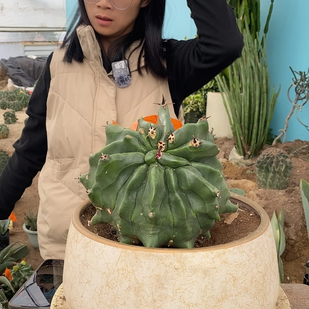 老***朵6号雎鸠玉。