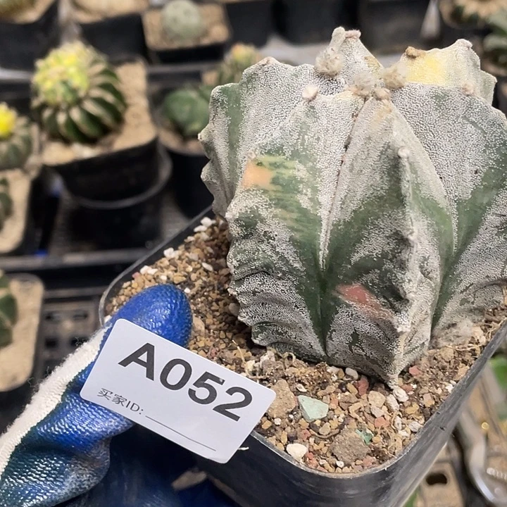 52号银沙鸾凤御景