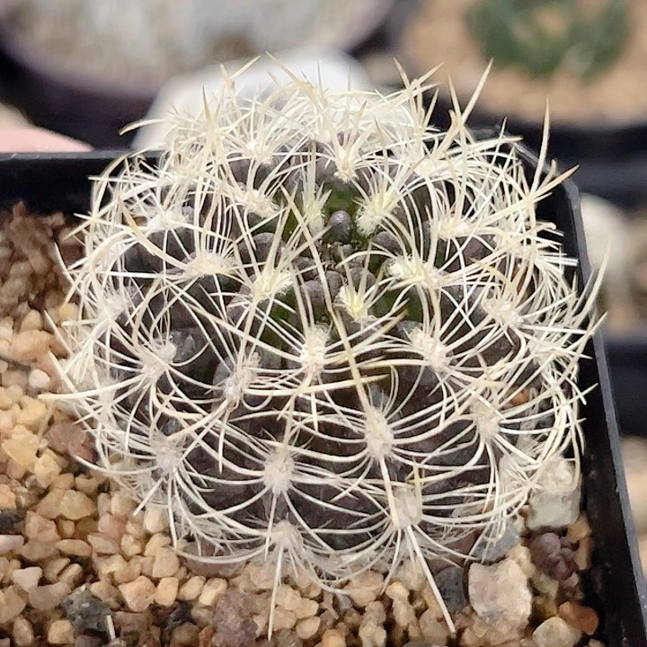 登阳丸实生仙人球