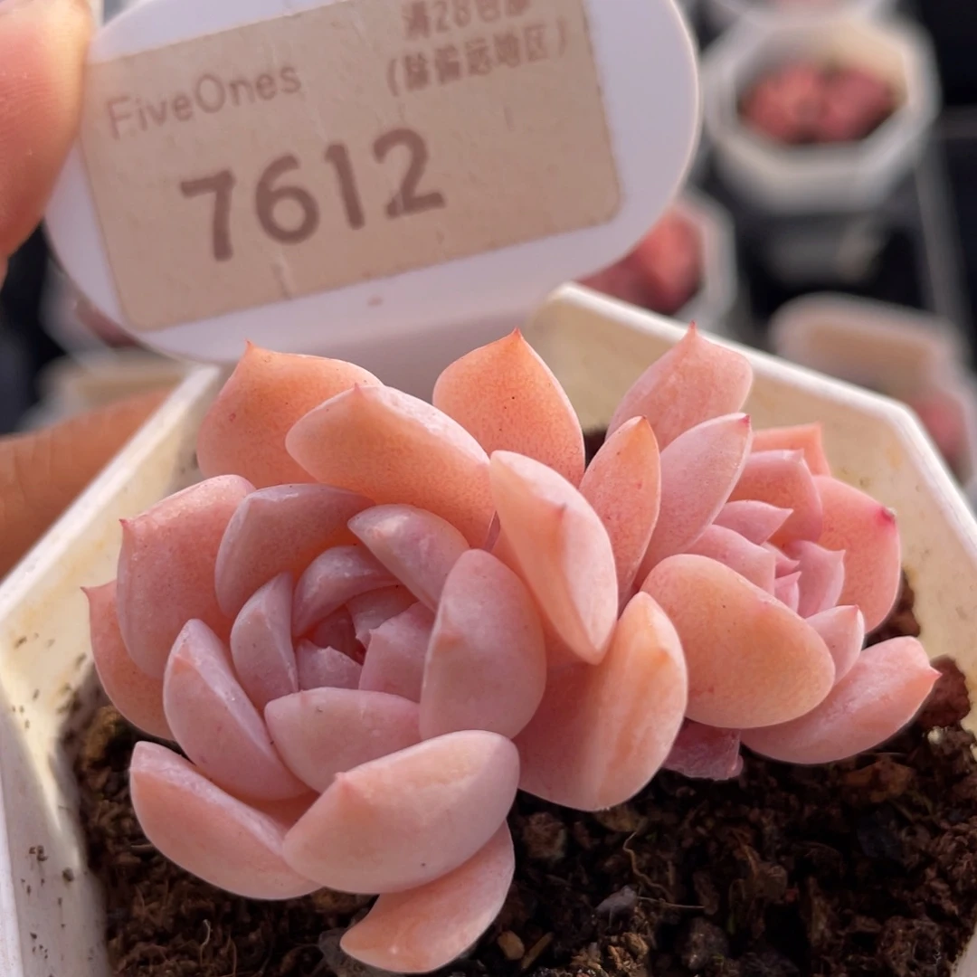 恩宠7612-5.0厘米