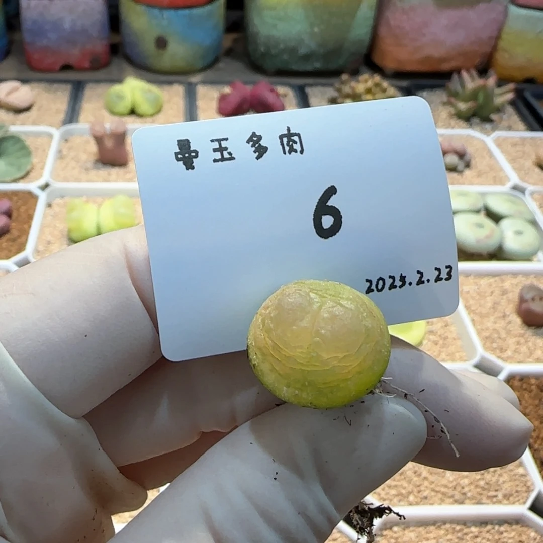 好****哦多肉多肉多肉2.23-006