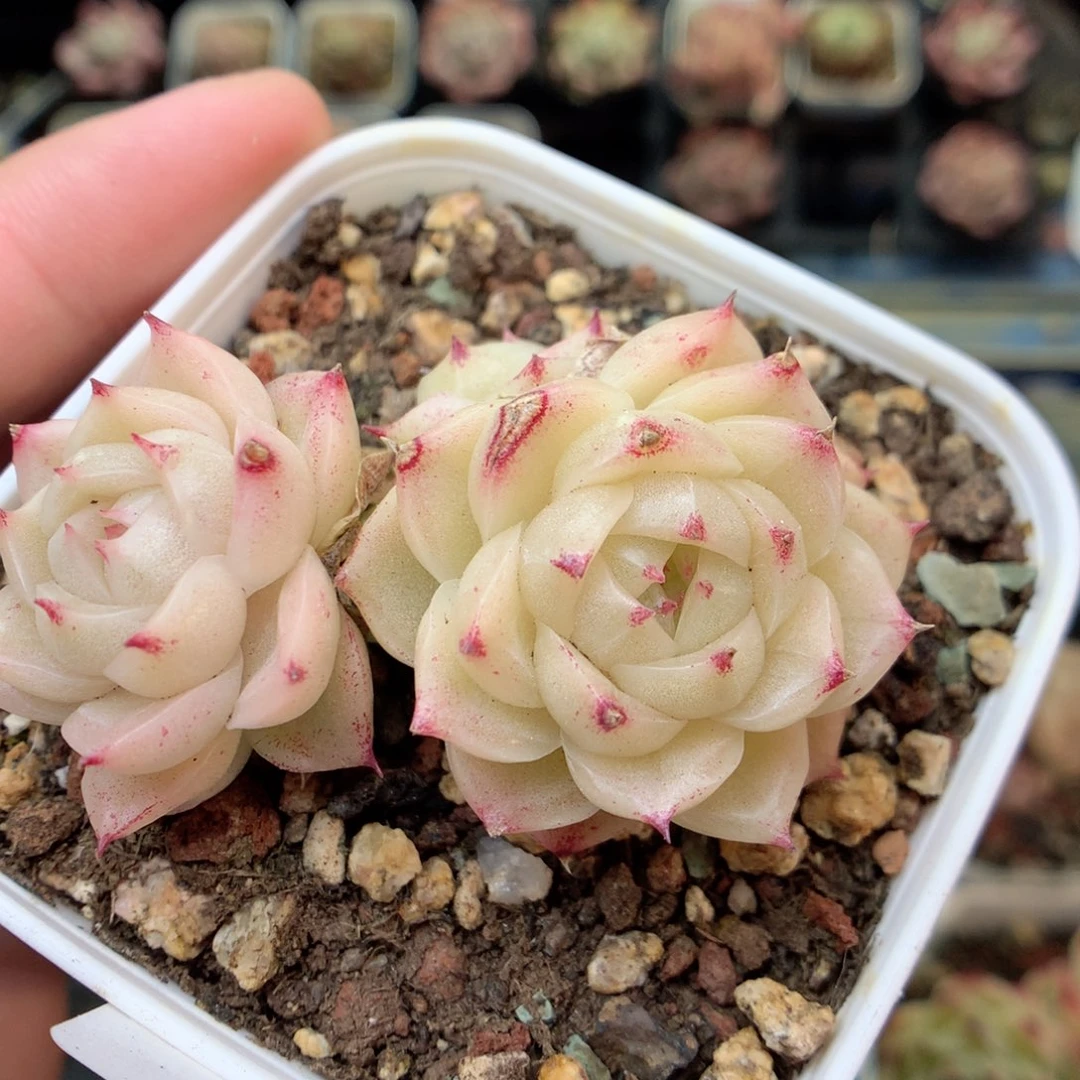 R185不整，20包邮两天凑单偏远不发货