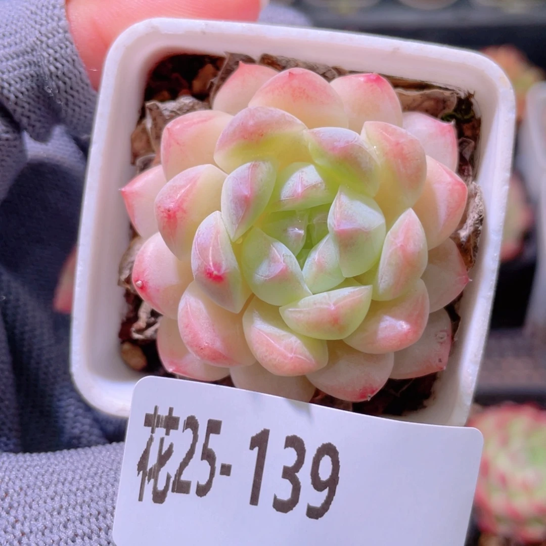 花利美25-139明月心