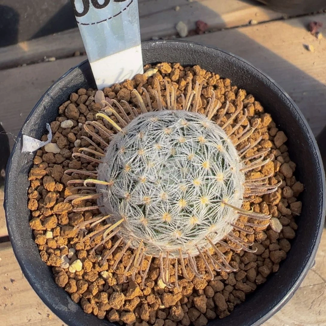 003实生根杜威娜娜多肉植物带盆土