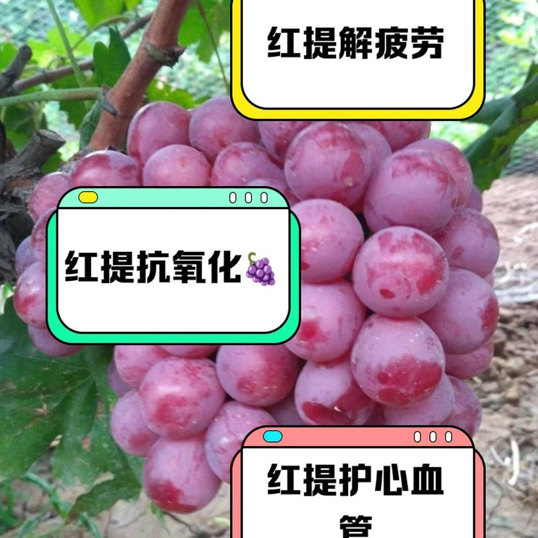 老品种红提葡萄苗特惠