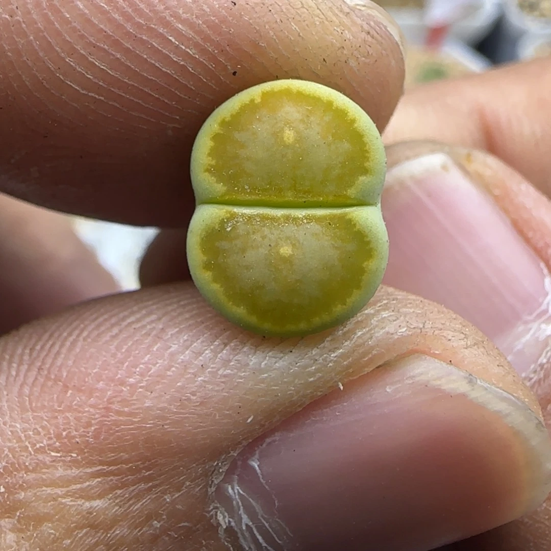295 生石花大棚直播