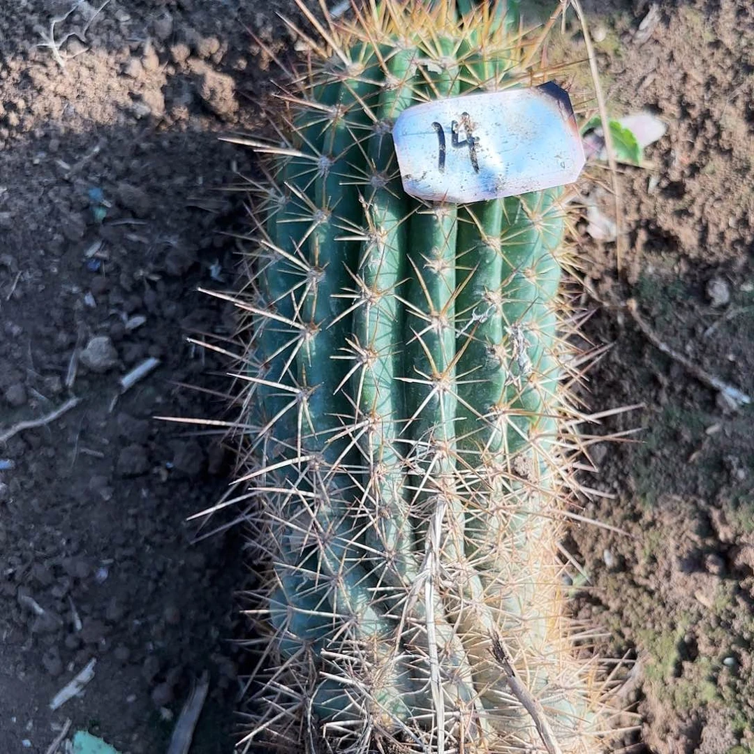 14号青青一号瑕疵