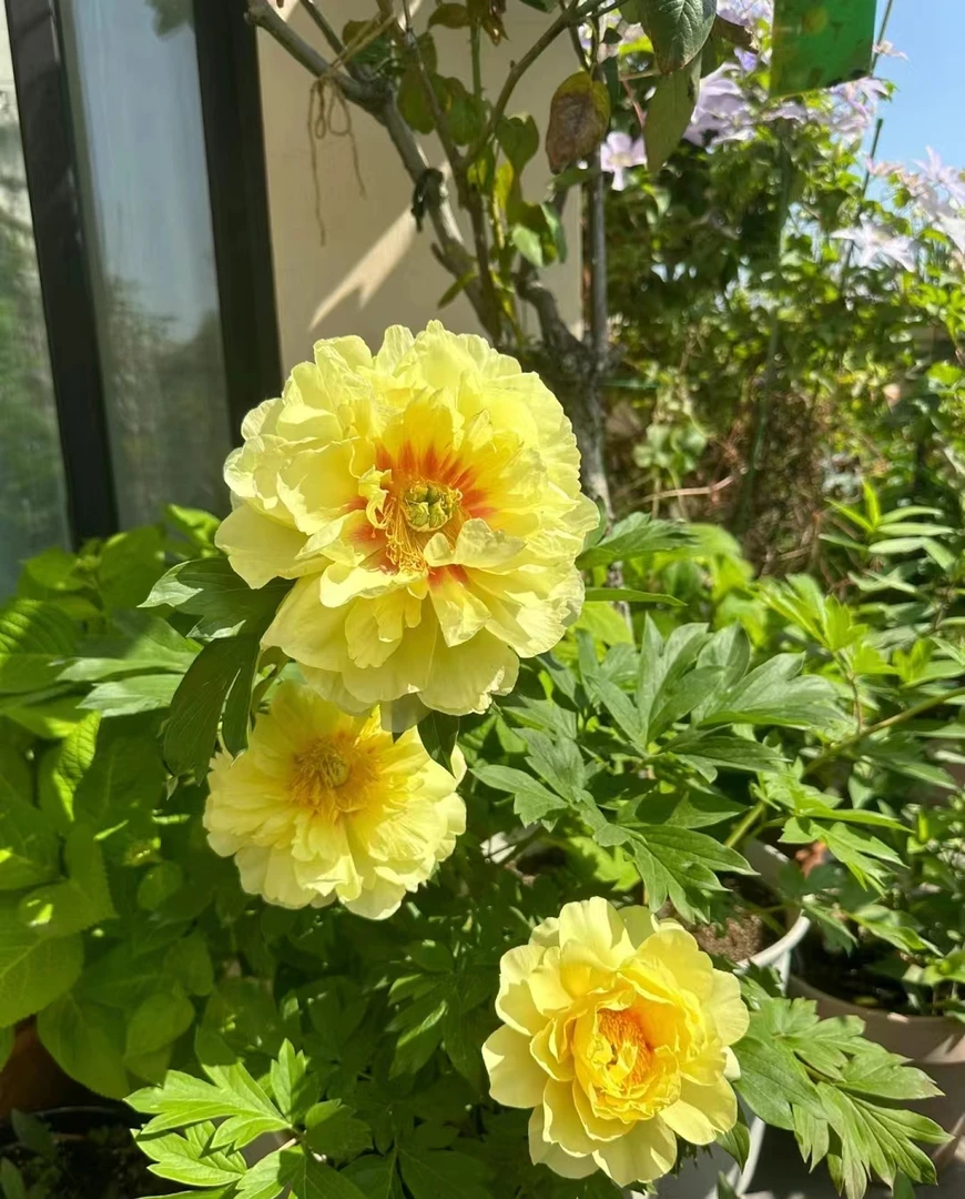 芭茨拉（祺美芍药）进口一年苗原株