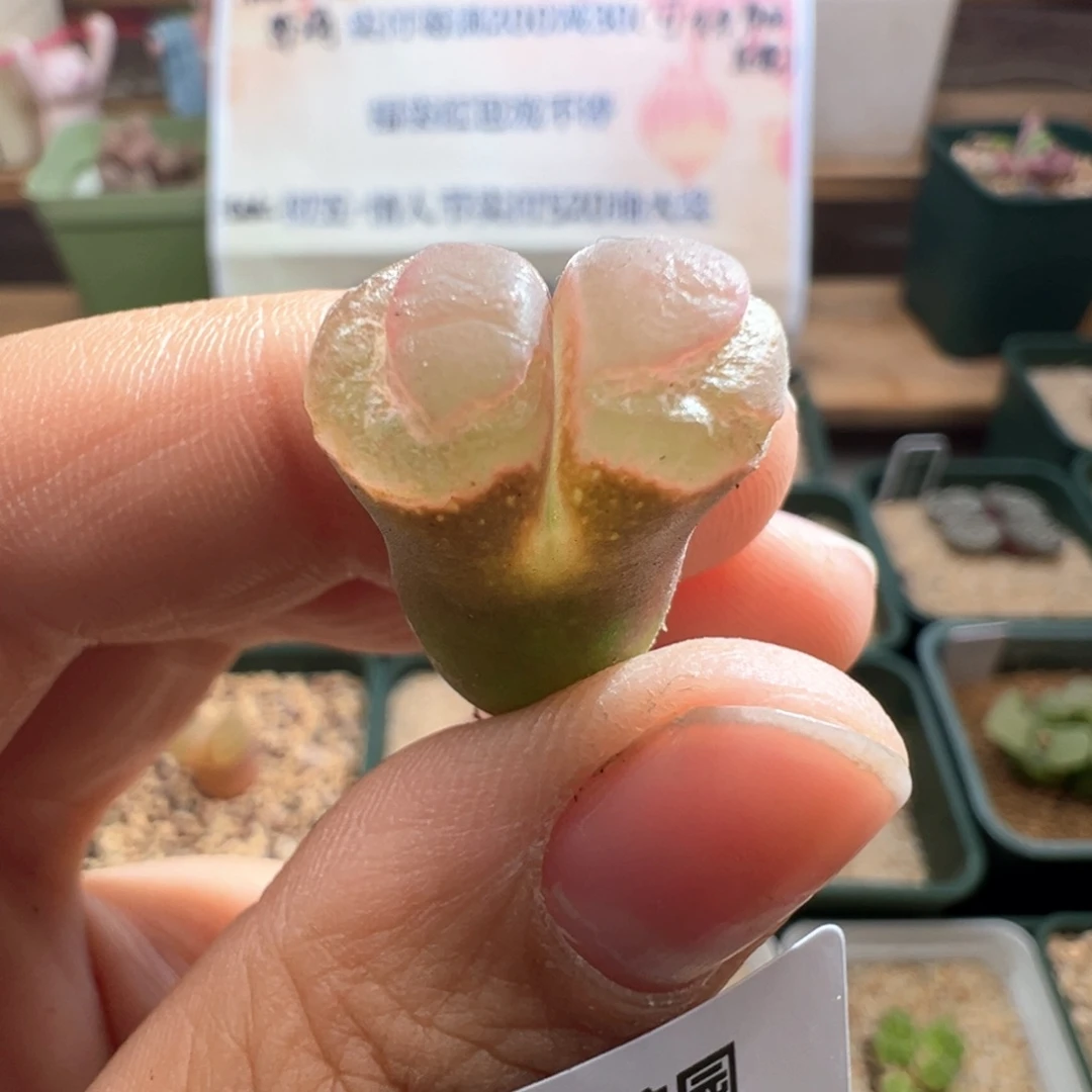 H**a520。新品1797 QQ糖风铃