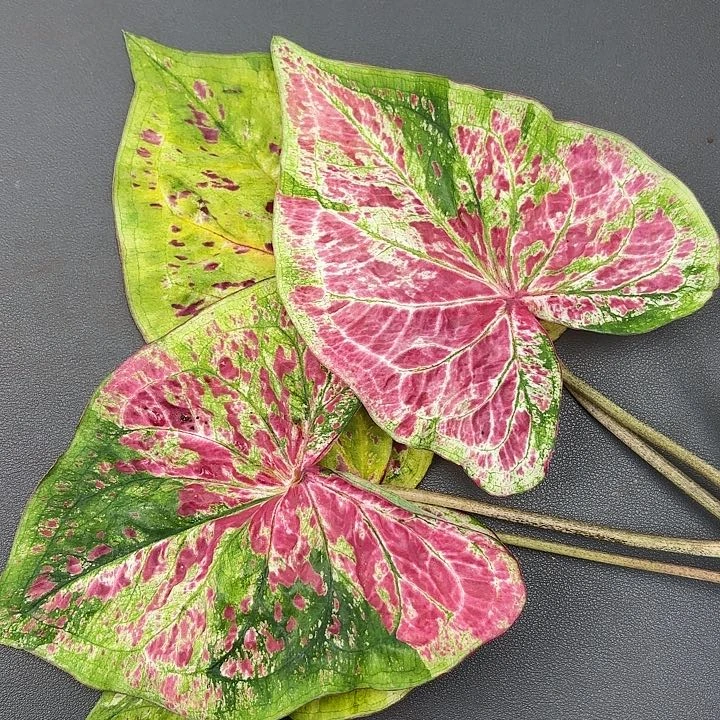 229-0704阿松凯现货