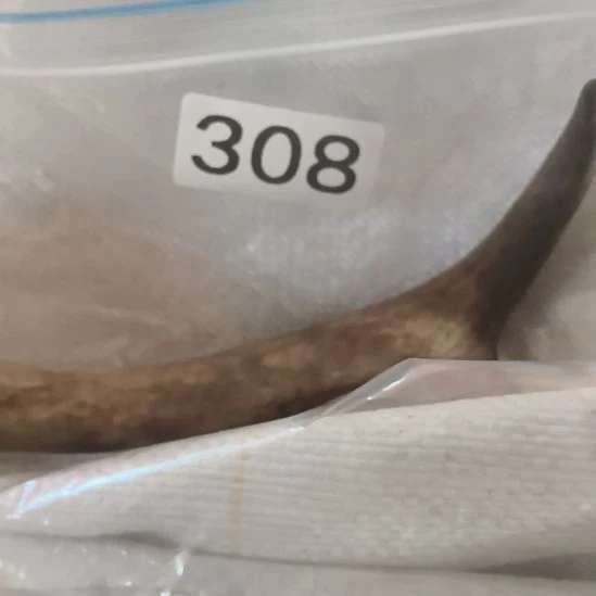 7***7鹿角鹿角鹿角鹿角鹿角鹿角