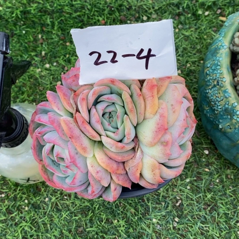 【闪购商品】夕*红多肉植物