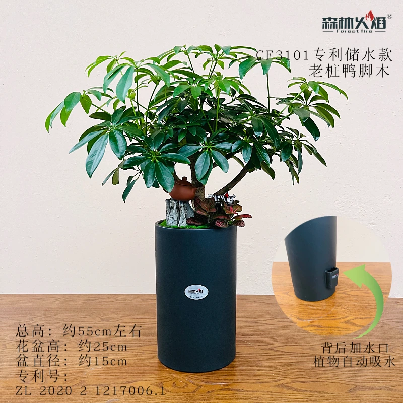 陶瓷储水盆栽老桩鸭脚木八方来财招财树绿植盆栽室内好养净化空气