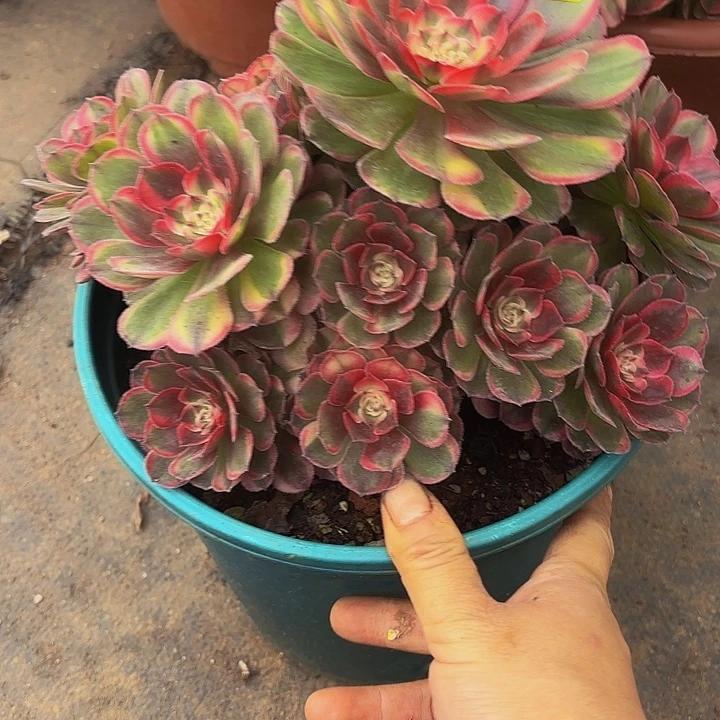 多肉植物海神461号