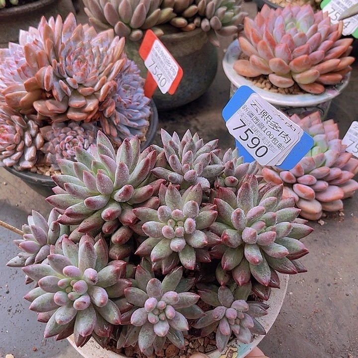 7590虞美人。