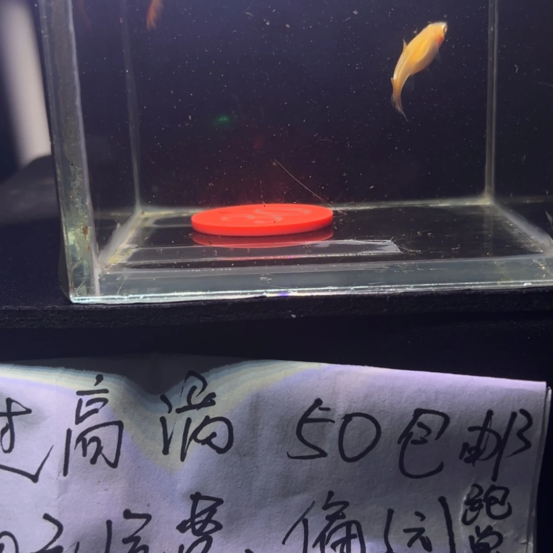 孔雀鱼霓红三色30