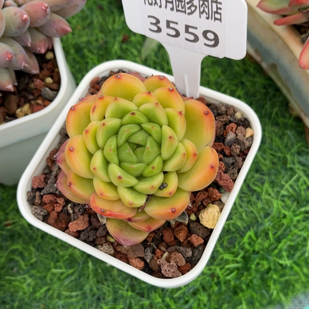 往***生多肉植物3559…一定要拍个冷链哦