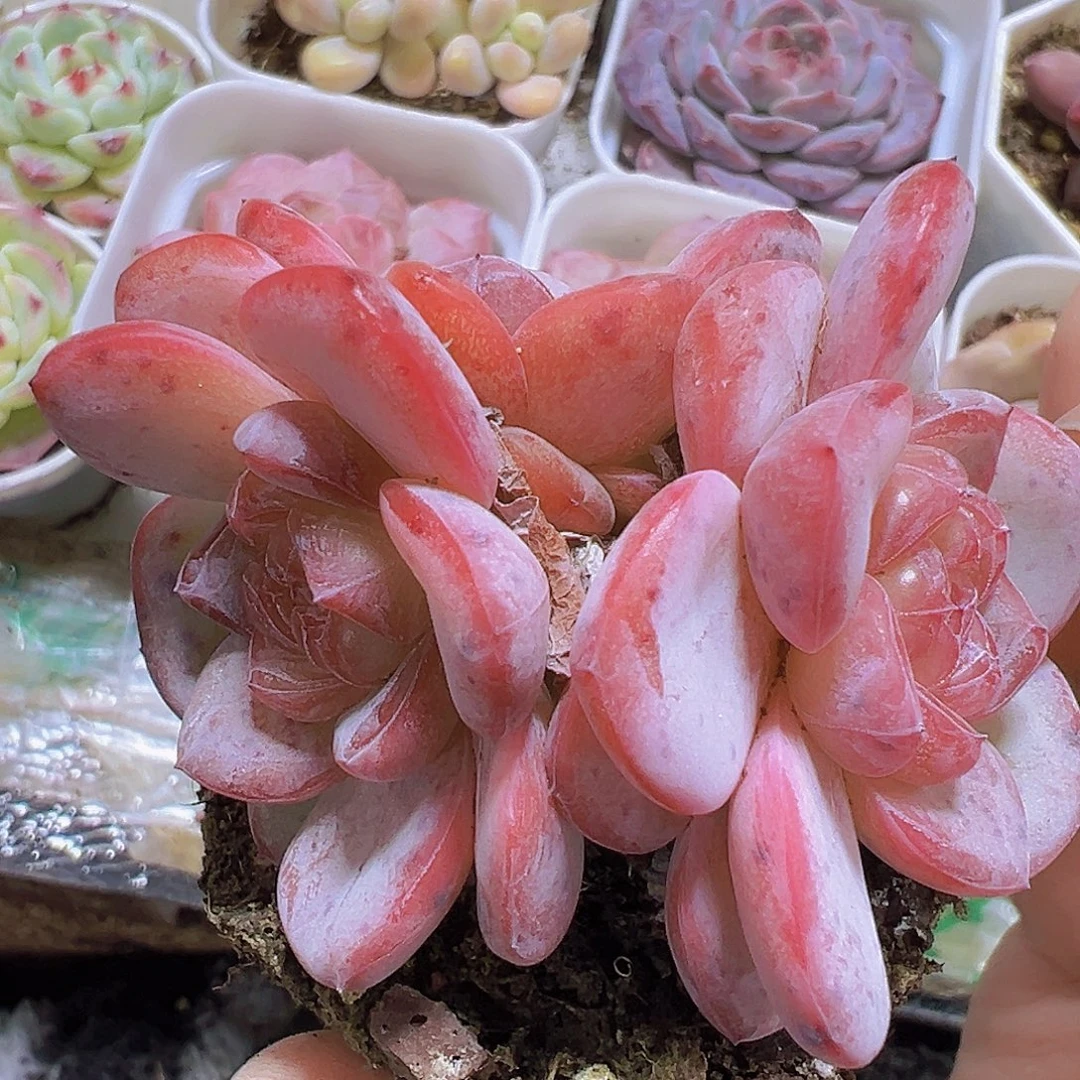 星星珍妮群19包邮多肉