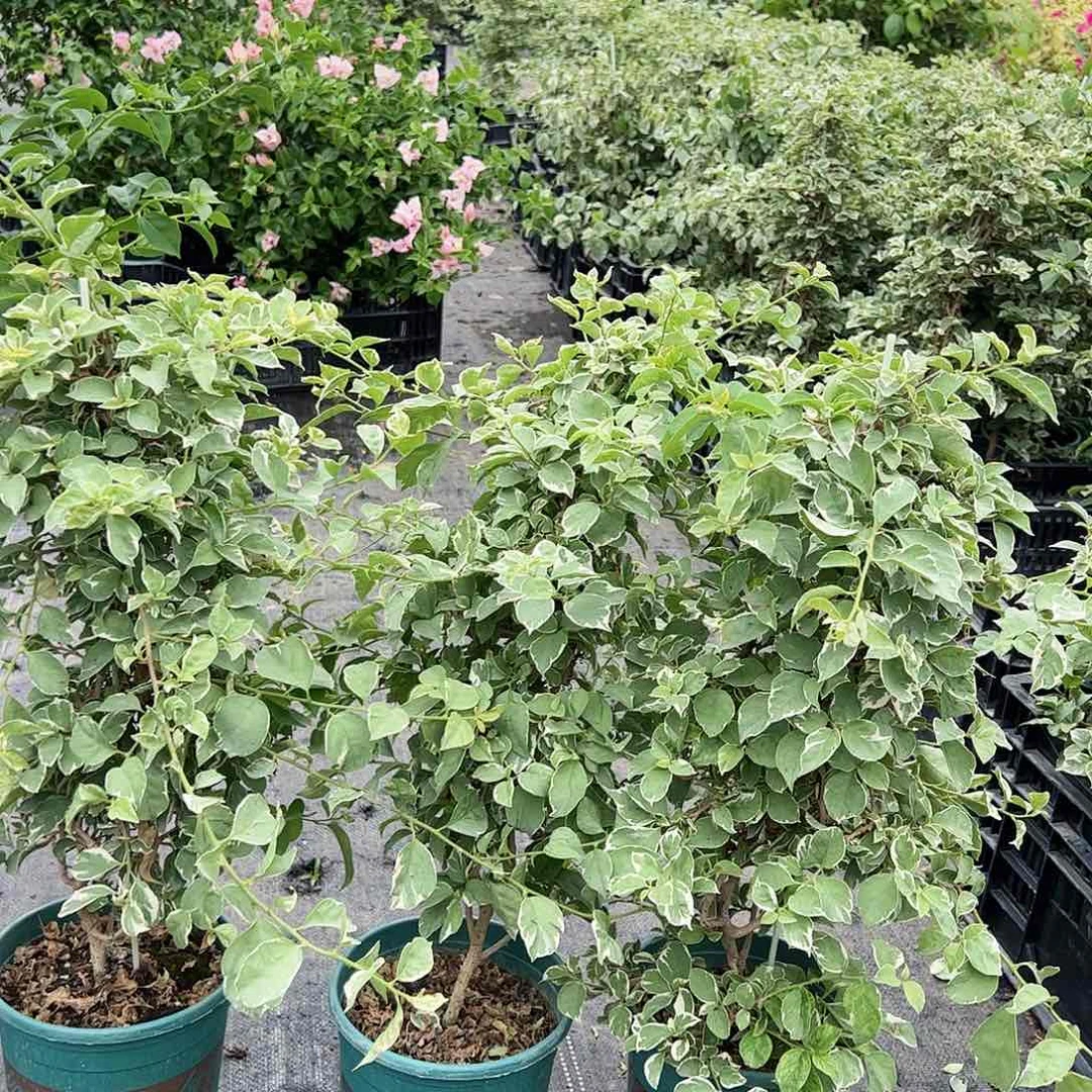当前无花栽培后可以开花少女心一颗