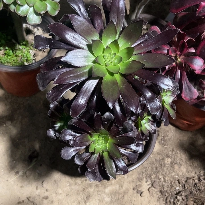 墨发玫瑰玫瑰玫瑰玫瑰