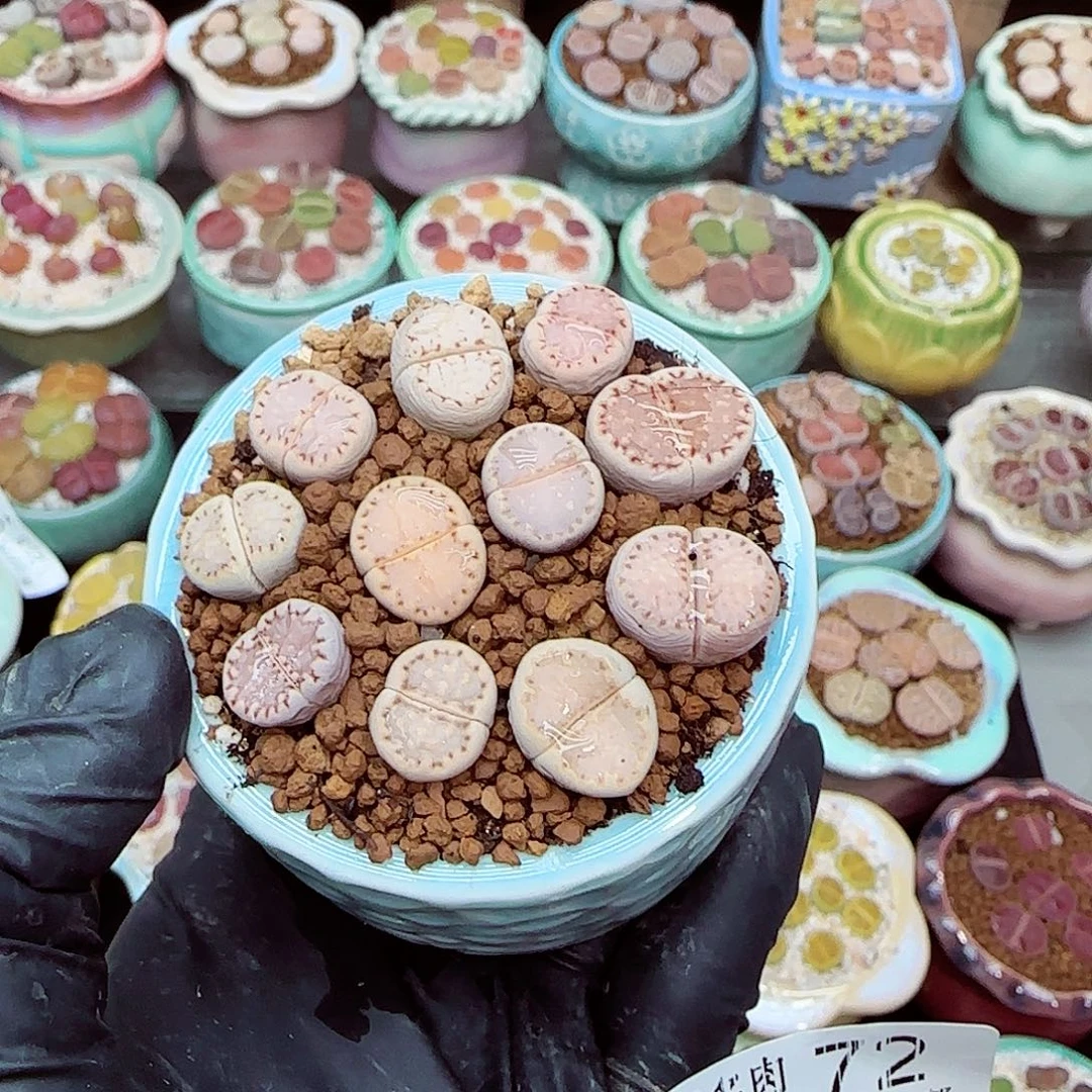 生石花满18包邮1213-72