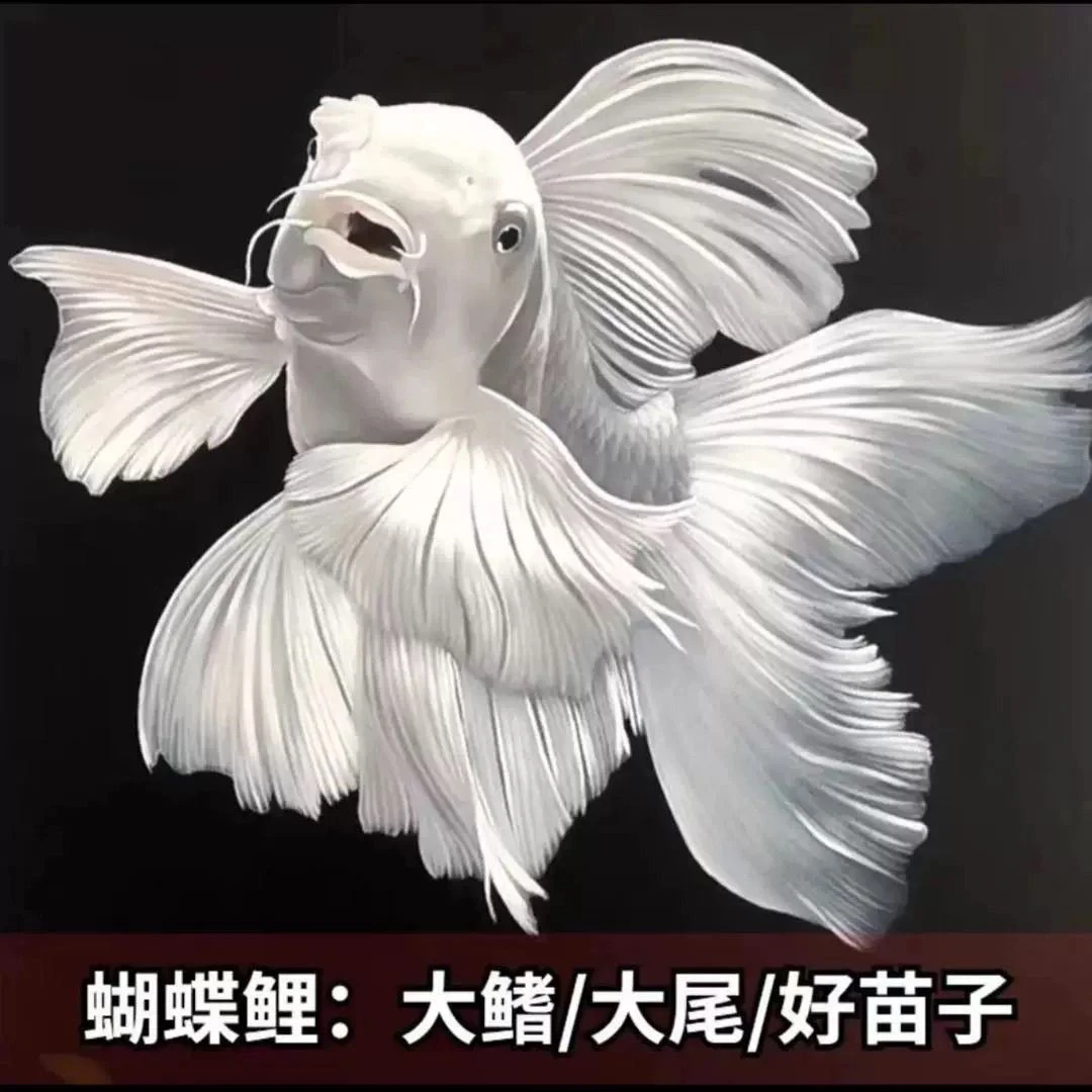 台湾纯种蝴蝶鲤鱼白普身观赏鱼大鳍大尾冷水鱼好养耐活