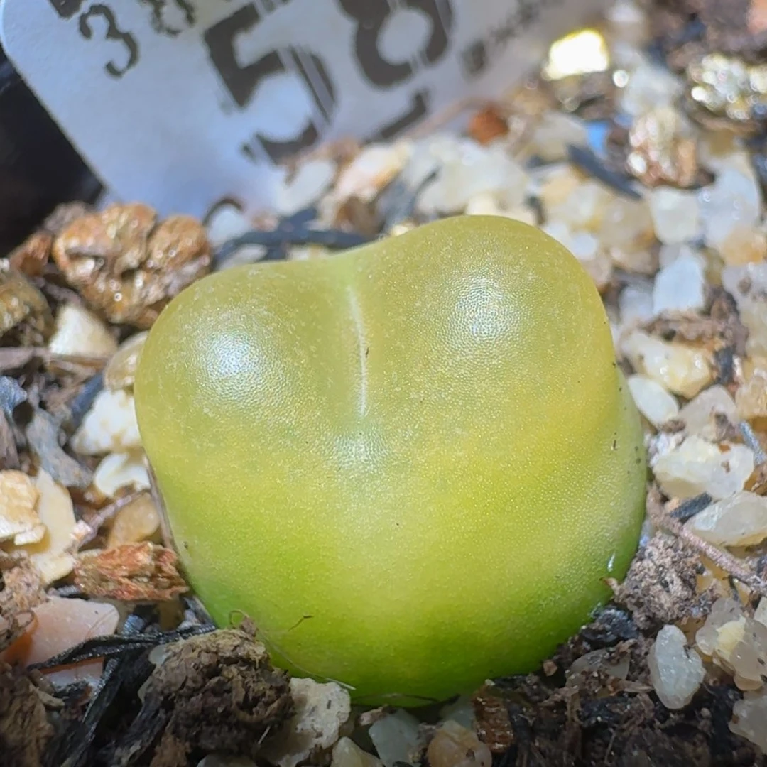 Ssss精品生石花581
