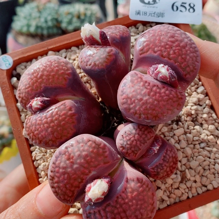 生石花花花花花花花花658