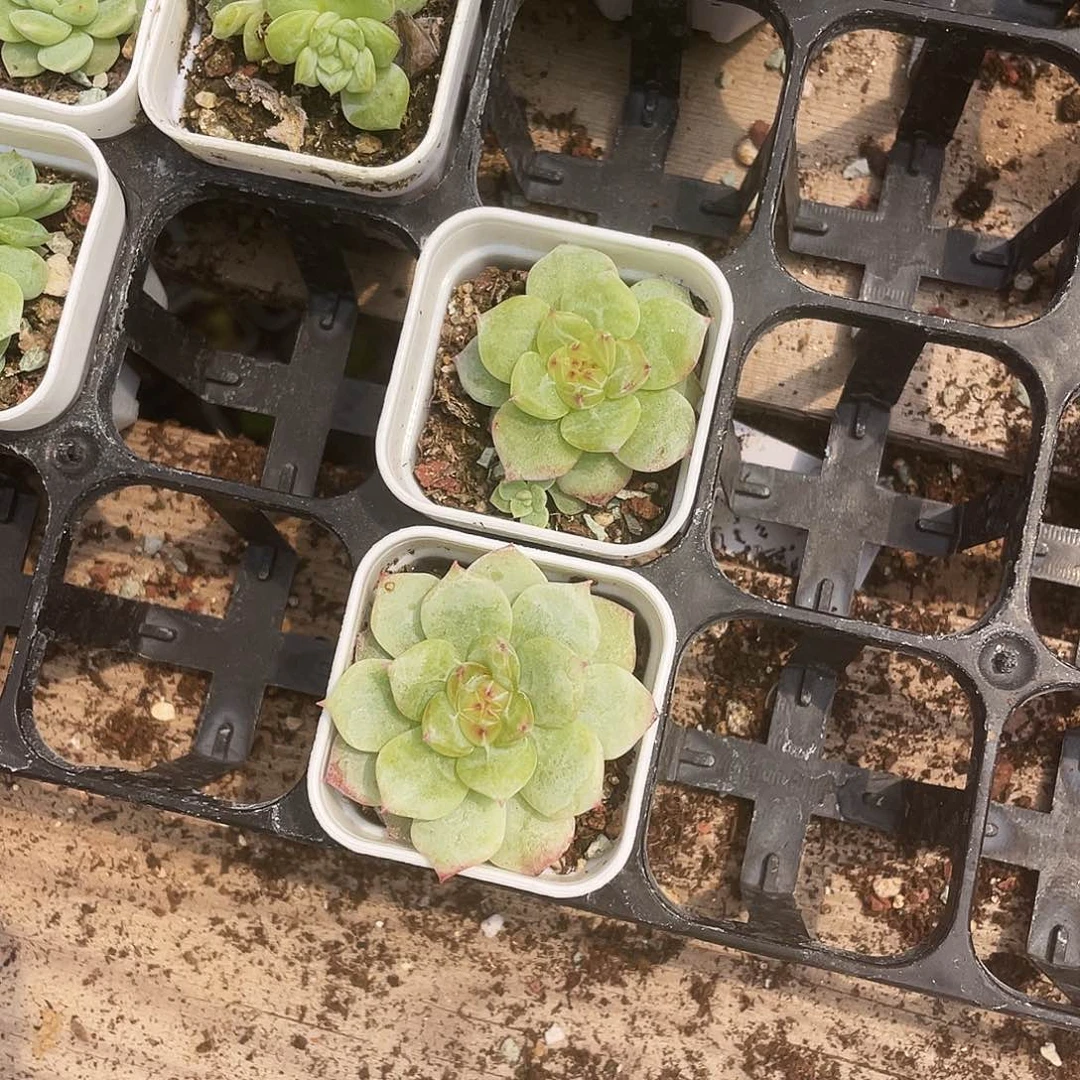 寒徘盆一个满25包邮