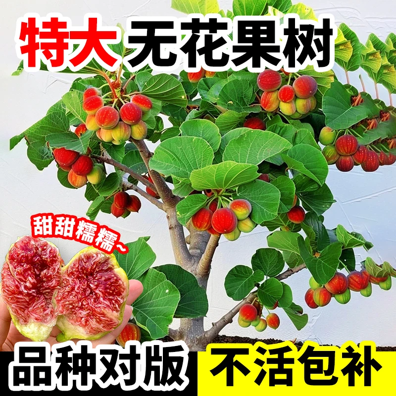 无花果树苗盆栽特大水果波姬红带果格莱斯四季南北方种植当年结果