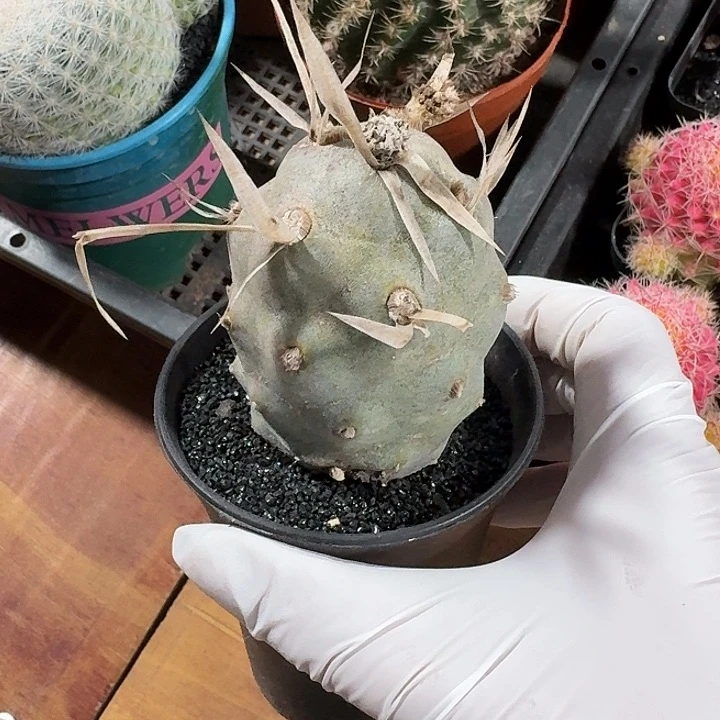 太****2武藏野仙人球123