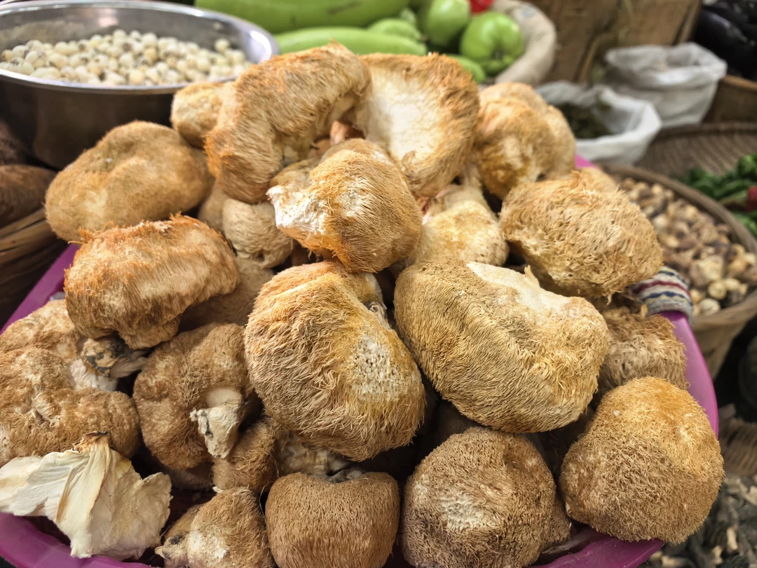 高山土产美味猴头菇