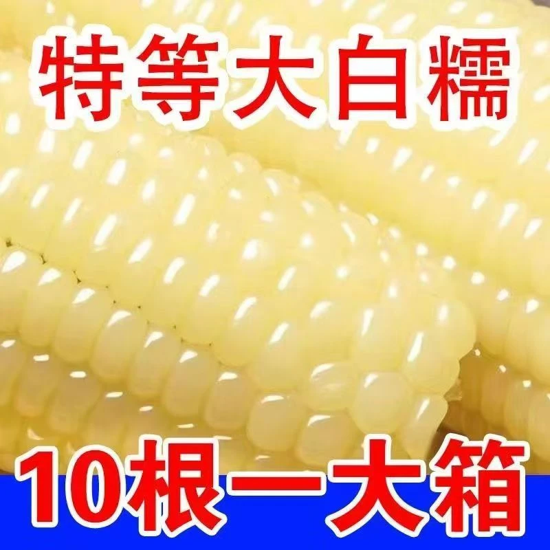吃3棒共10棒东北白糯玉米白玉米单只270-330g带箱6.5-7斤
