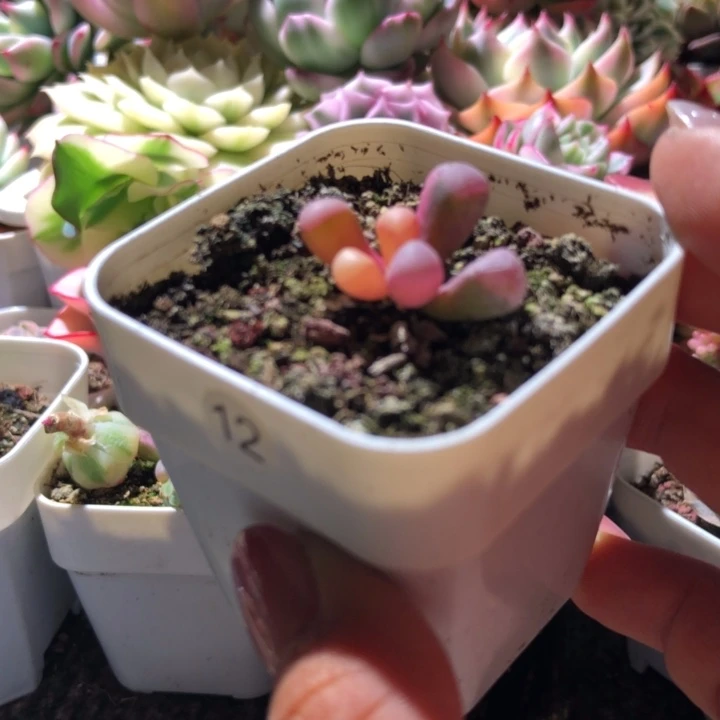 福利五十铃玉锦有根