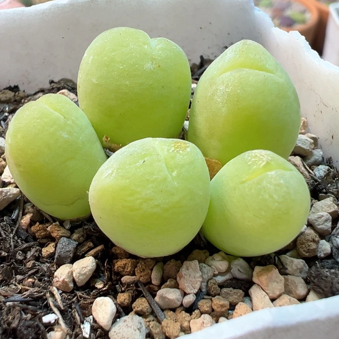 085多肉植物种类多样