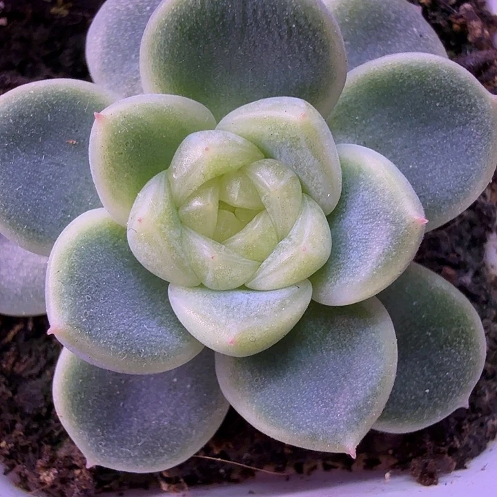 财富密码暴富一物一拍