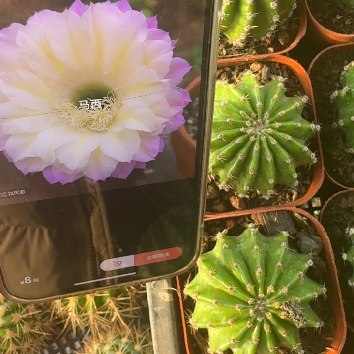 200彩草马丙根脱土发货4公分左右