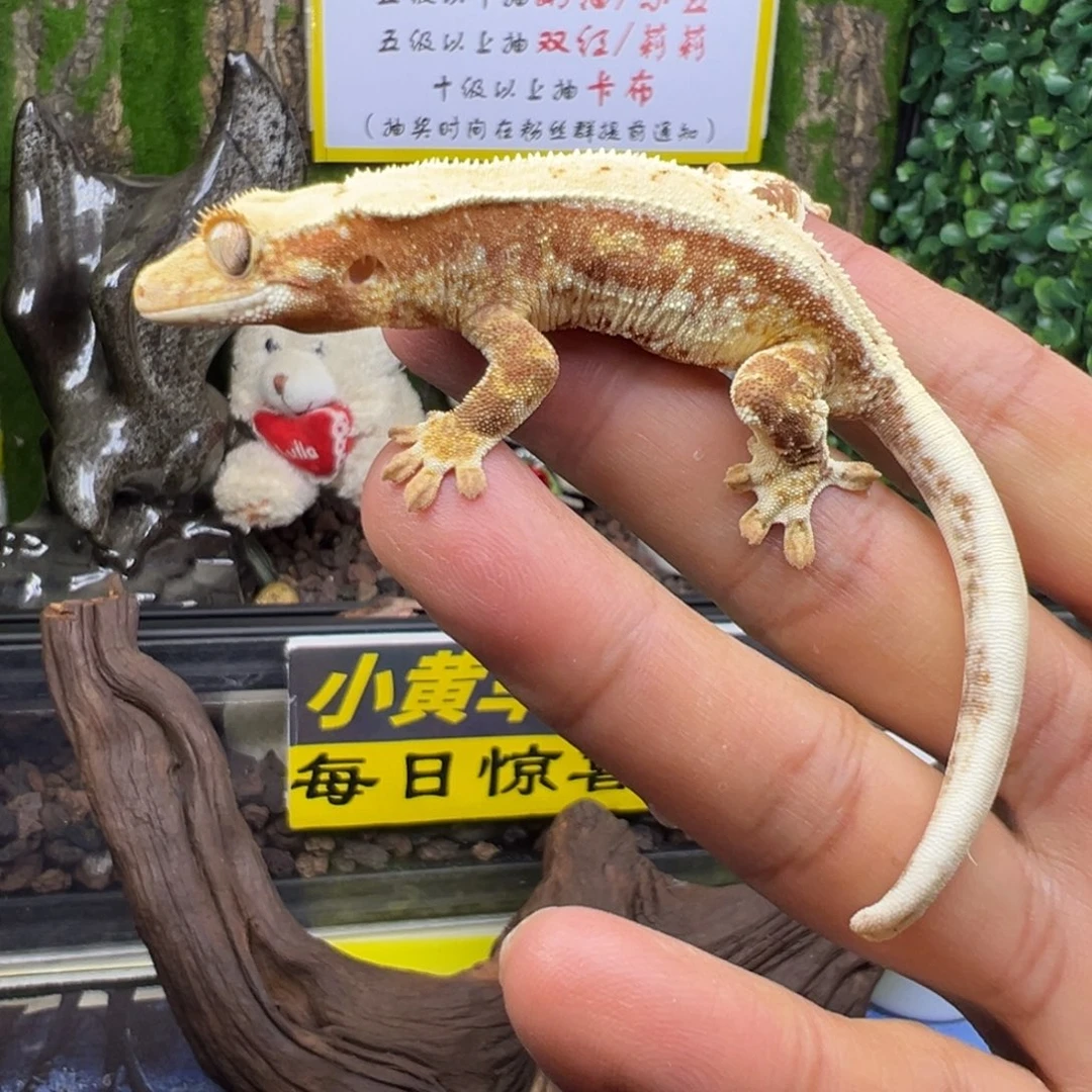 睫角守宫红底莉莉