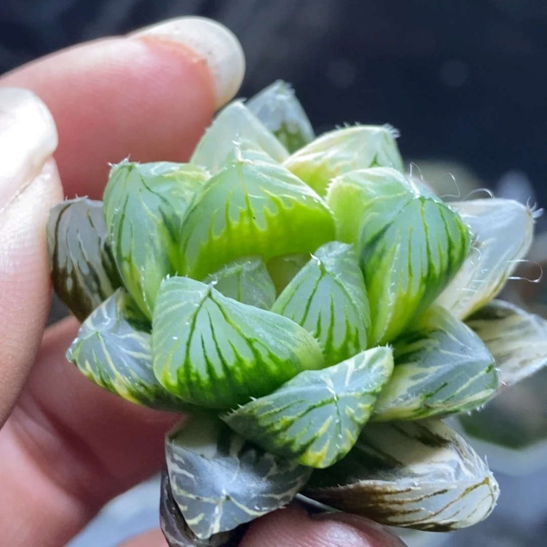 是是是是是是是是是寿