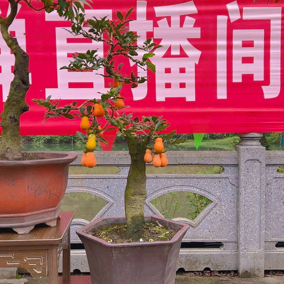 无花朵嫁接金弹子