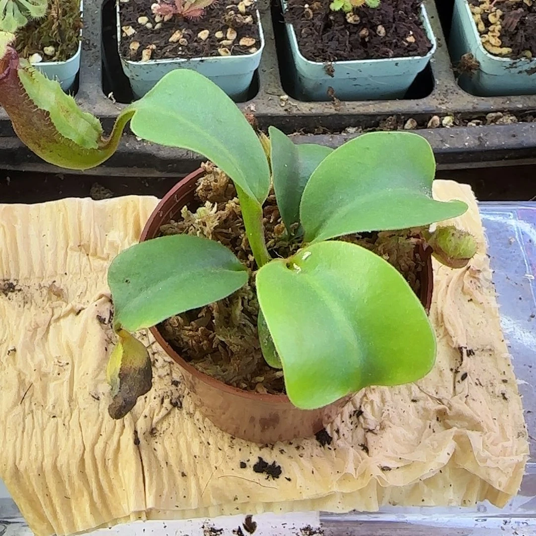 无花朵云雾猪笼草