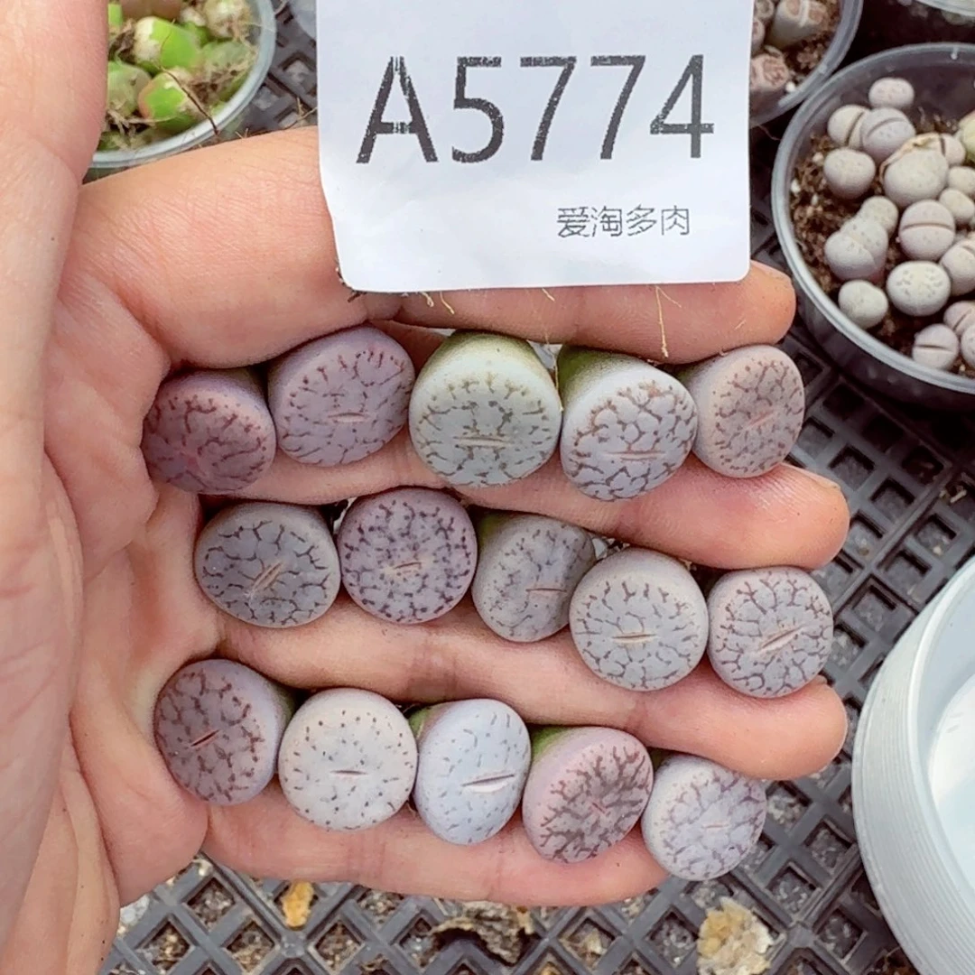 5774—生石花 生石花