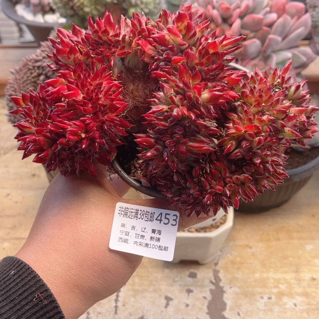 453红糖缀德华多肉