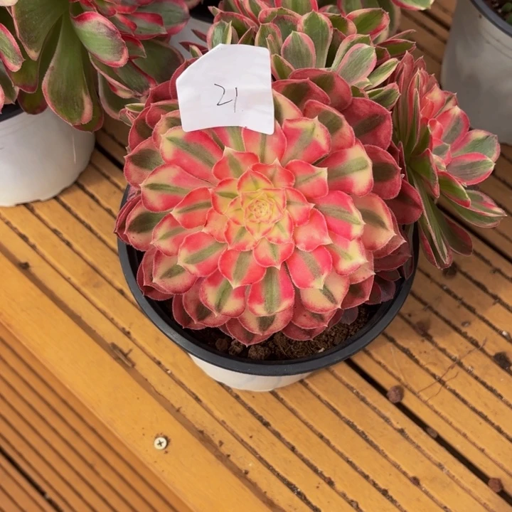 云南孔雀翎好看21号