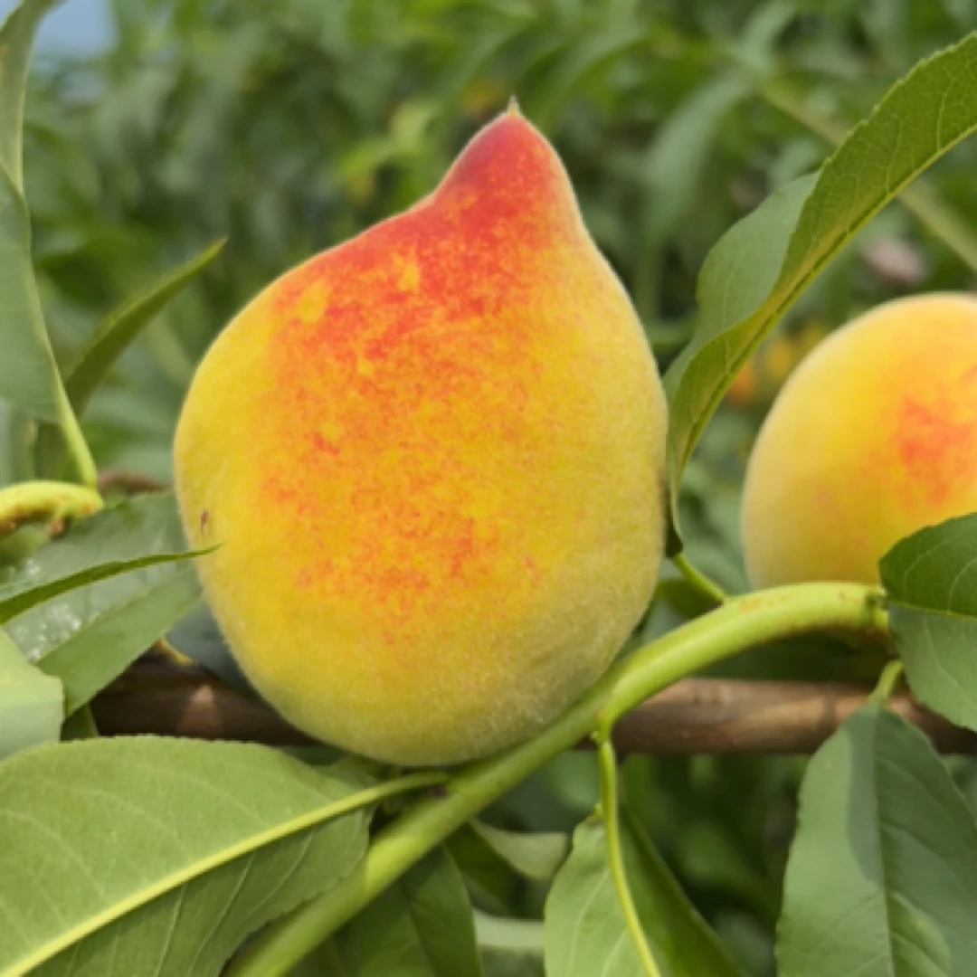 【向夫人专属】湖南湘西高山金湘玉黄桃 露天种植 阳光果 鹰嘴黄桃