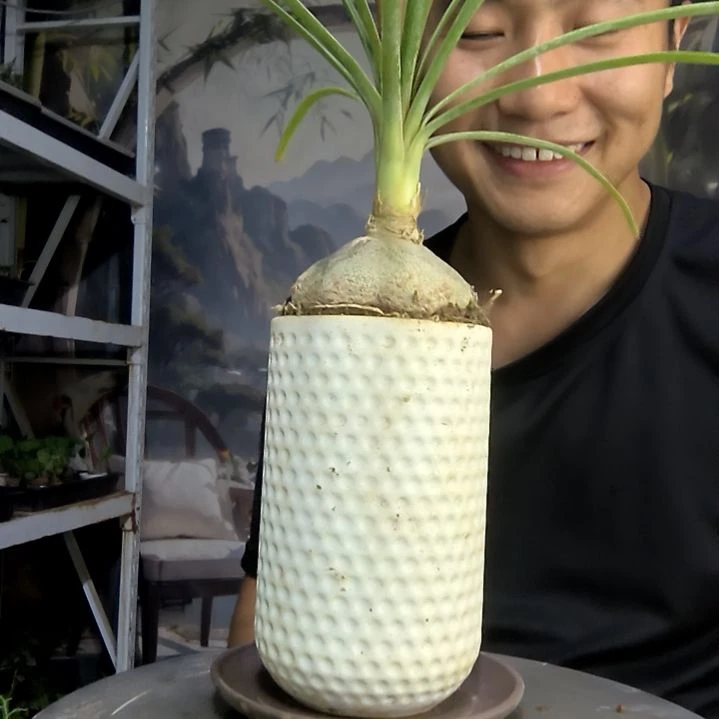 ㊗**Z中青园艺一物一拍149