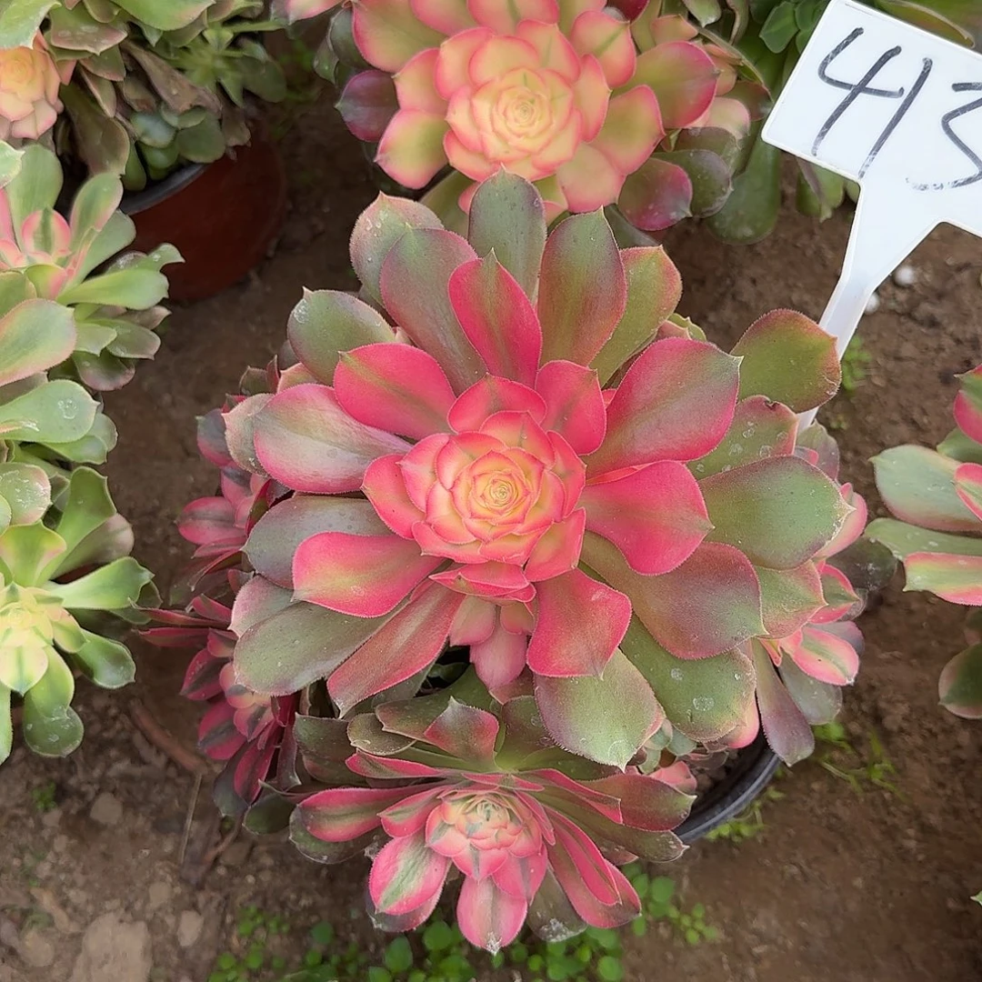 4135香妃多肉法师多肉