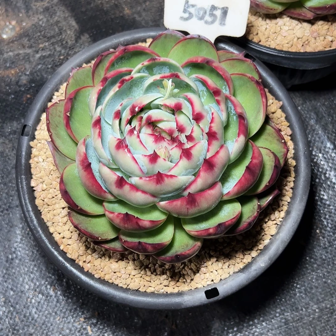 梦***儿惊鸿仙子一物一拍5051号