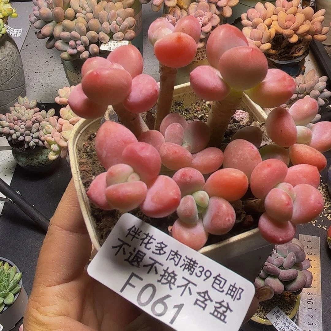 橘子香水洛神061/6cm