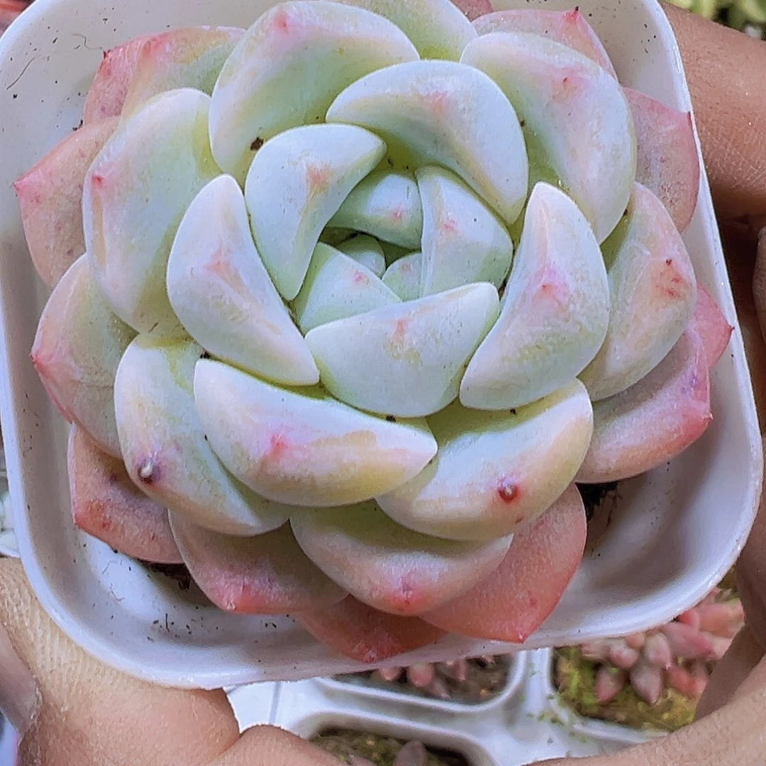 k18大单头19包邮多肉